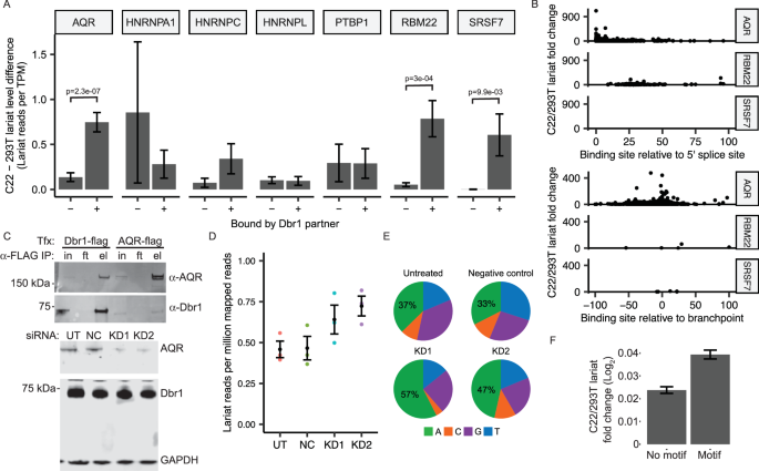 Fig. 4: AQR recruits Dbr1 to branchpoints.