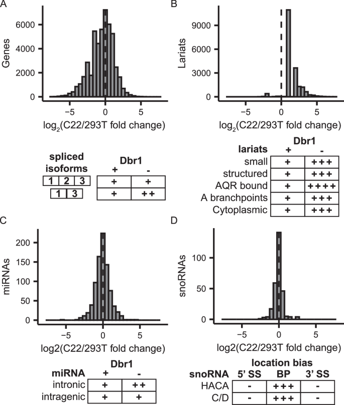 Fig. 6: Phenotypes related to Dbr1 loss.