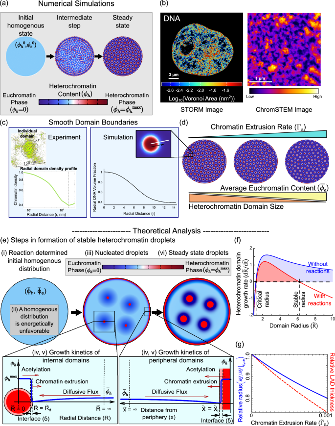 Fig. 2: Numerically predicted chromatin distribution in the nucleus captures the salient features of in-vivo chromatin organization.