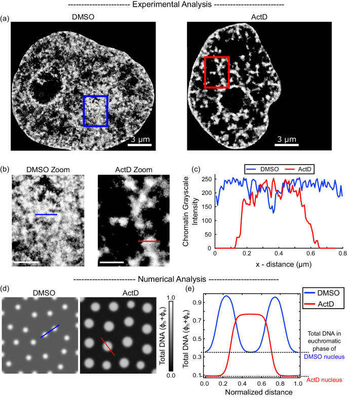 Fig. 4: Loss of transcription reduces the amount of DNA in euchromatic phase.