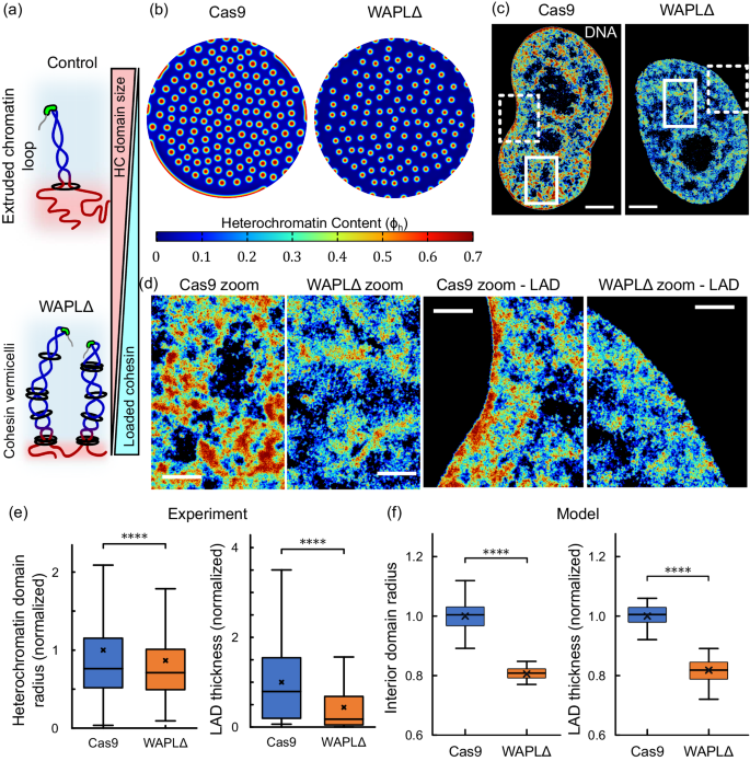 Fig. 5: Heterochromatin domains become smaller upon WAPL-depletion.