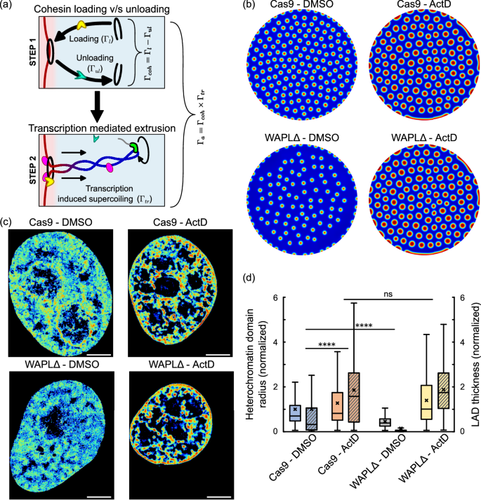 Fig. 6: Simultaneous roles of transcription inhibition and cohesin imbalance (via disabling cohesin unloading WALPΔ).