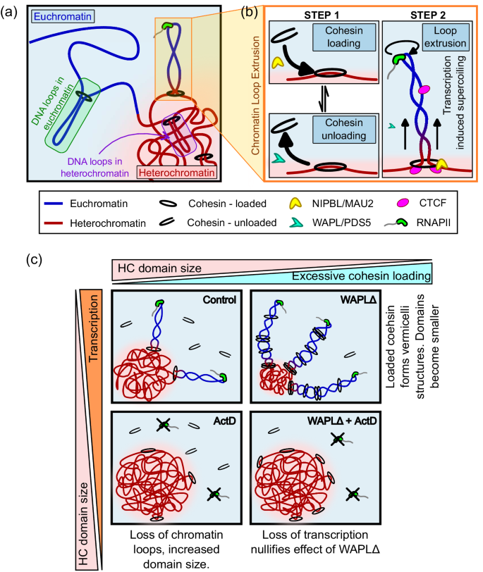 Fig. 7: Schematic summary of the effect of supercoiling mediated chromatin loop extrusion on chromatin distribution in the nucleus.
