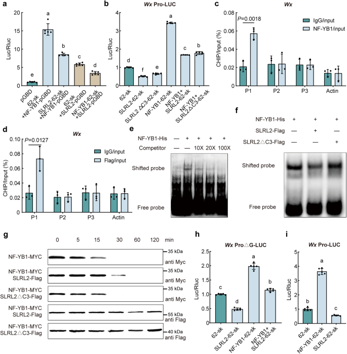 Fig. 3: SLRL2 and NF-YB1 regulation of Wx transcription.
