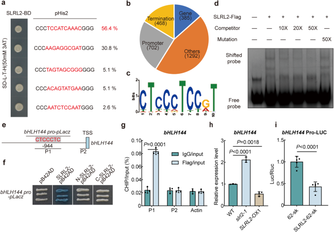 Fig. 4: SLRL2 directly represses the transcription of bHLH144.