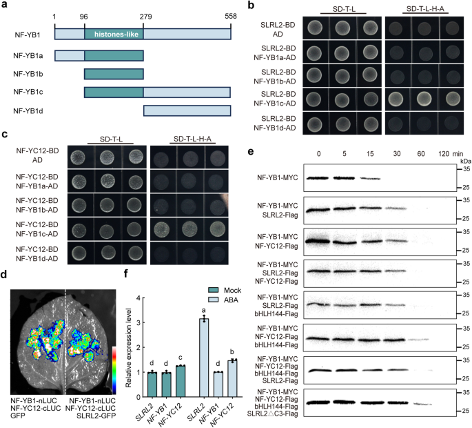 Fig. 5: SLRL2 competes with NF-YC12 to interact with NF-YB1.