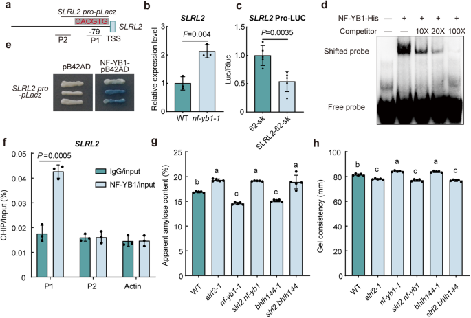 Fig. 6: NF-YB1 directly represses the transcription of SLRL2.