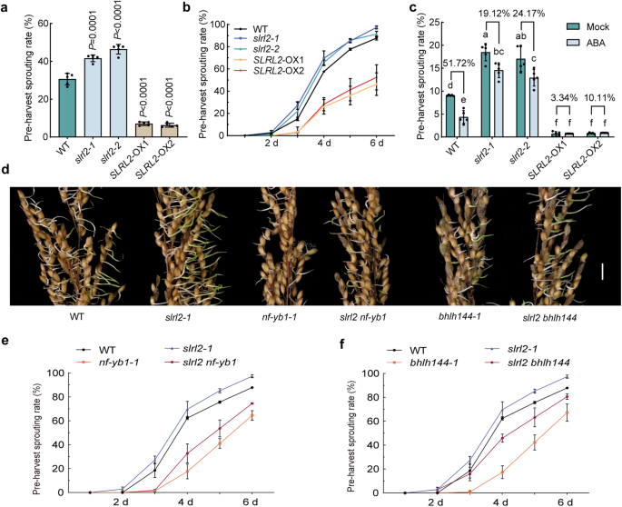 Fig. 7: SLRL2, NF-YB1, and bHLH144 are all involved in the regulation of pre-harvest sprouting (PHS) in rice.