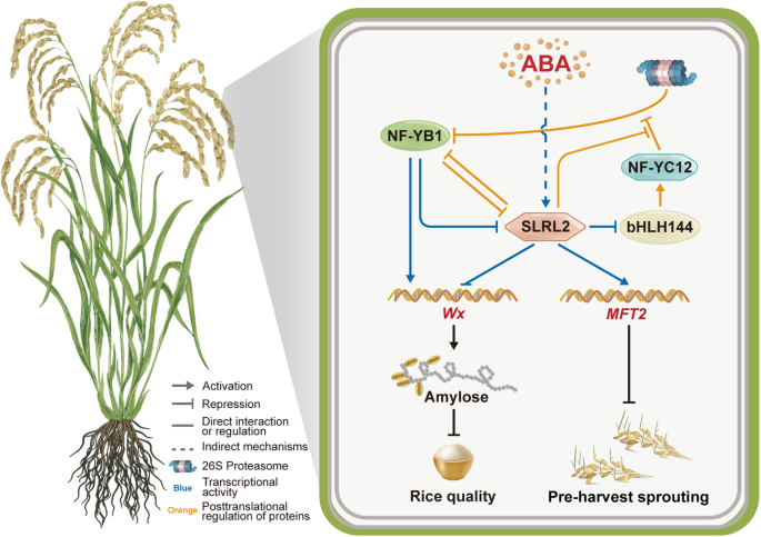Fig. 9: A model for the NF-YB1-SLRL2-bHLH144 regulatory cascade in rice AC and PHS.