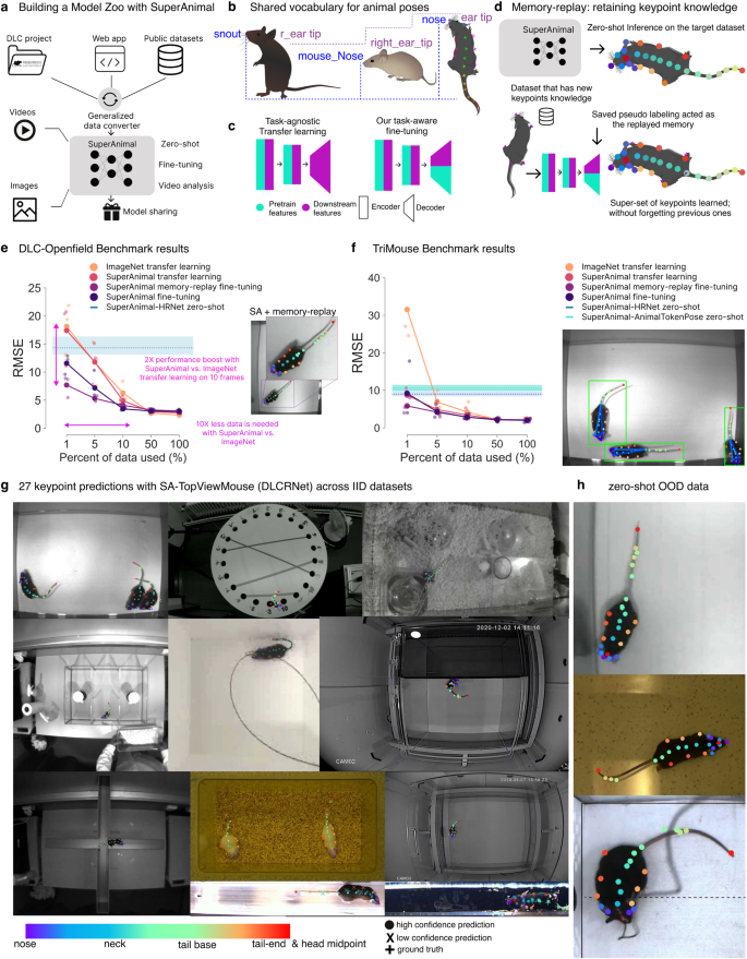 動物基礎モデルによる行動分析の統一(Unifying behavioral analysis through animal foundation models)