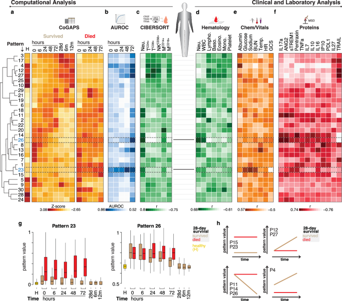 Fig. 2: Identification of dynamic and prognostic transcriptional patterns in sepsis and their correlation to laboratory and clinical parameters.