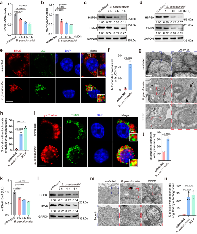 Fig. 1: B. pseudomallei infection induces mitophagy in mouse macrophages.