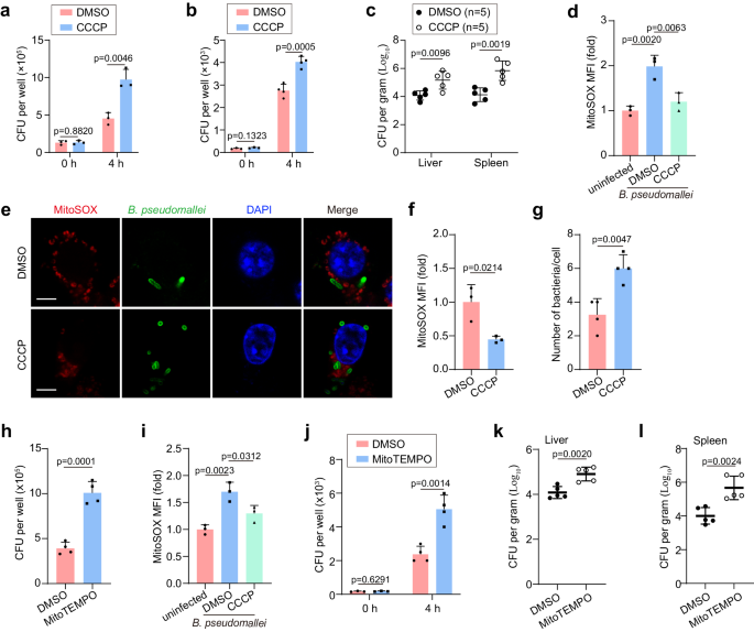 Fig. 2: B. pseudomallei initiates mitophagy to decrease mtROS for the intracellular survival in vivo and in vitro.