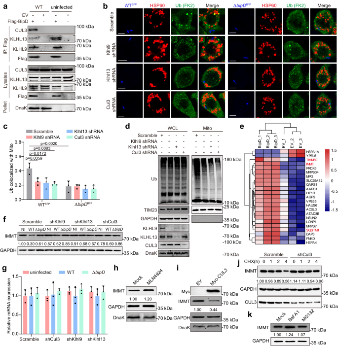 Fig. 5: BipD recruits KLHL9/KLHL13/CUL3 complex to ubiquitinate mitochondria by targeting IMMT.