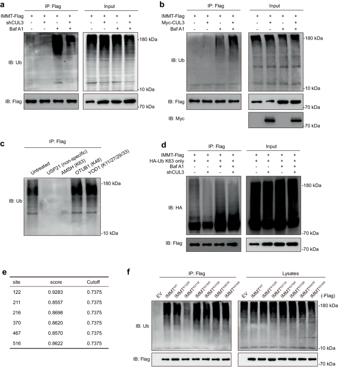Fig. 6: CUL3 ubiquitinate IMMT with the K63-linked ubiquitin chains.