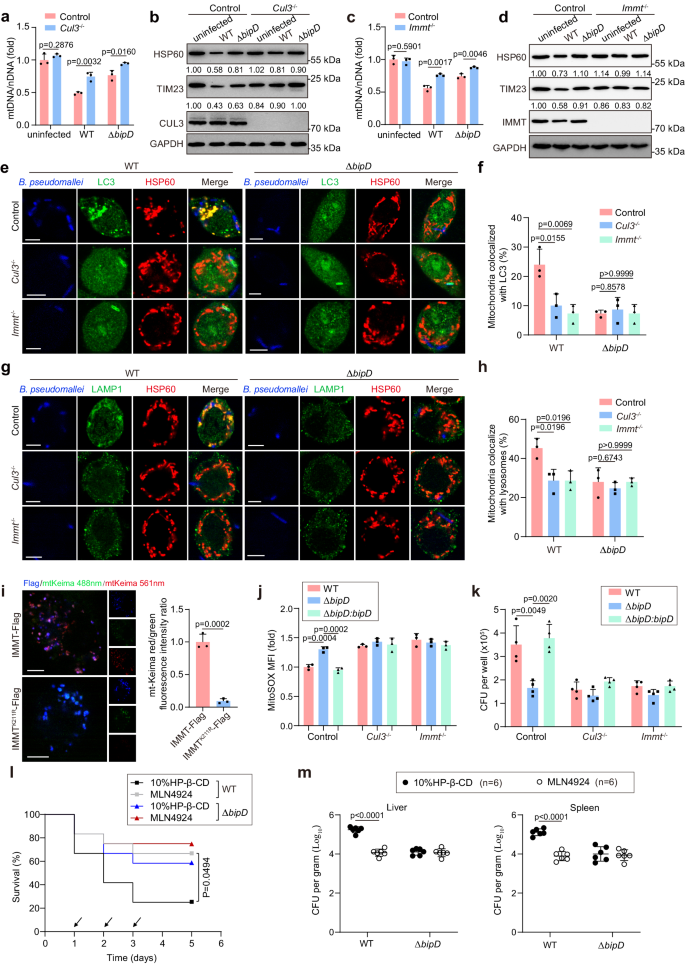 Fig. 7: CUL3 and IMMT are important for function of BipD in mitophagy induction upon B. pseudomallei infection.