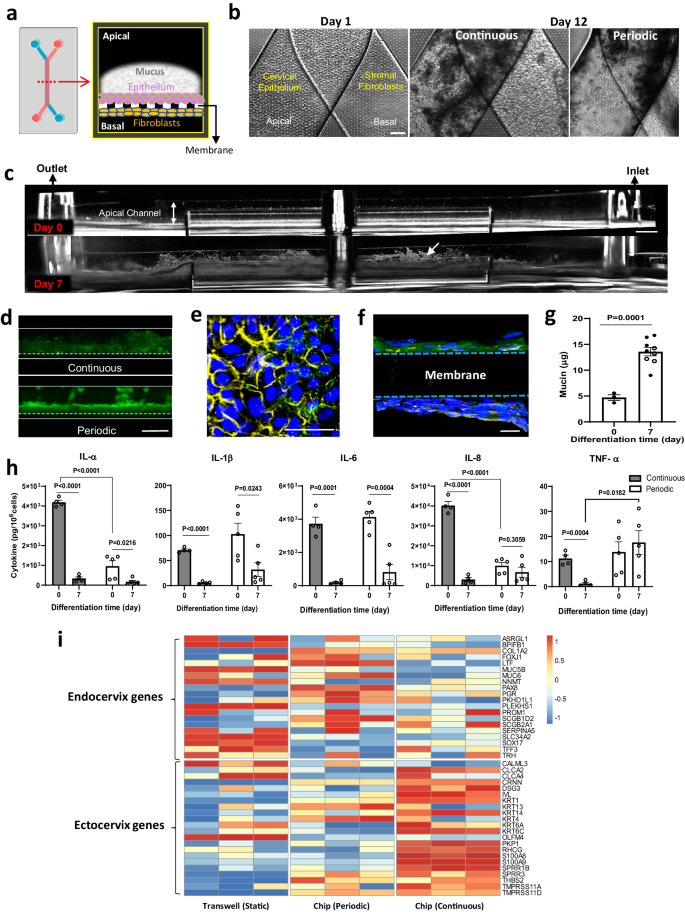 Fig. 1: Development and characterization of human ecto-and endo-cervix chips.
