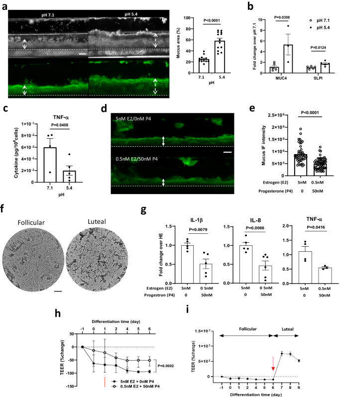 Fig. 3: Recapitulation of cervical mucus responses to physiological pH and sex hormones in the Cervix Chip.