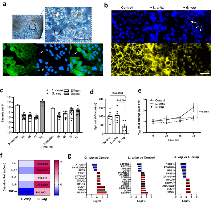 Fig. 4: Modeling cervical epithelial host interactions with L. crispatus and G. vaginalis consortia in Cervix Chips.