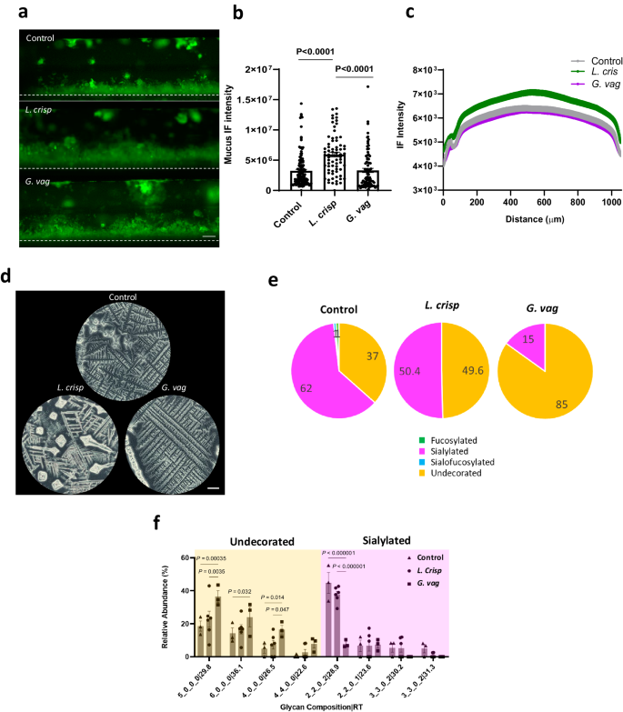 Fig. 5: Modeling modulation of cervical mucus with L. crispatus and G. vaginalis consortia on Cervix Chip.