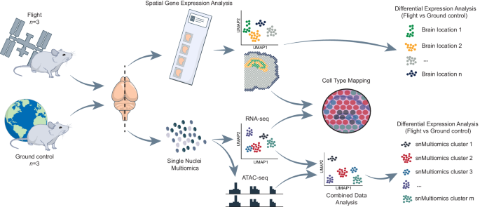 Fig. 1: Summary of the project workflow.