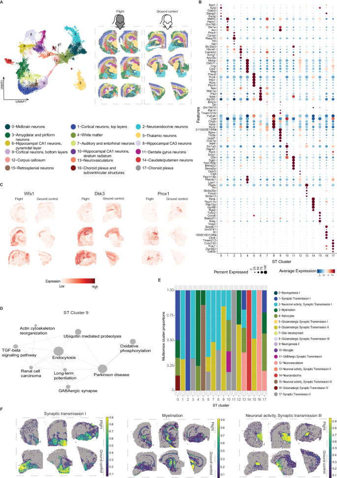 Fig. 3: Spatial Transcriptomics datasets, cell type deconvolution and pathway analysis of ST data.