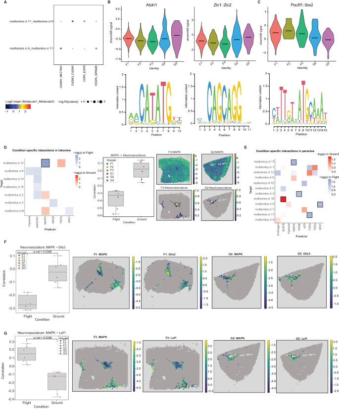 Fig. 4: Ligand-receptor interactions, motif accessibility, and signaling pathways affected by spaceflight.