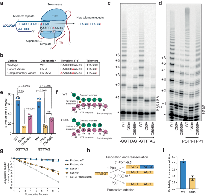 Fig. 2: The variant template compromises repeat addition processivity.
