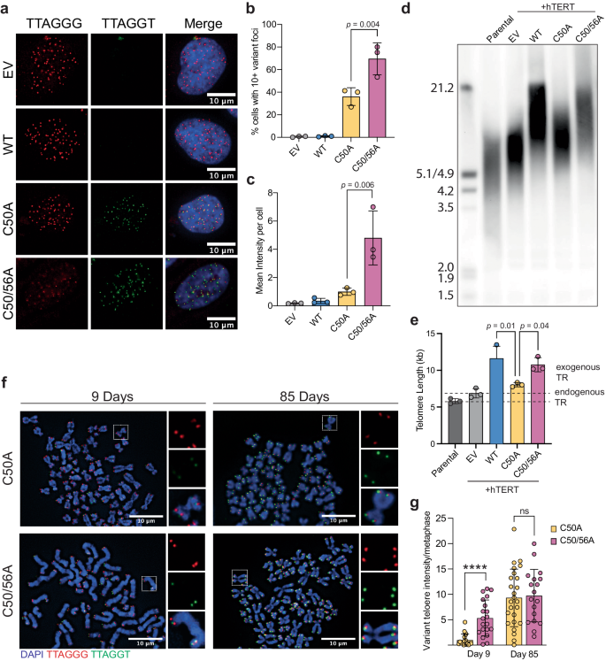 Fig. 3: Incorporation and persistence of a variant telomere sequence in cells.