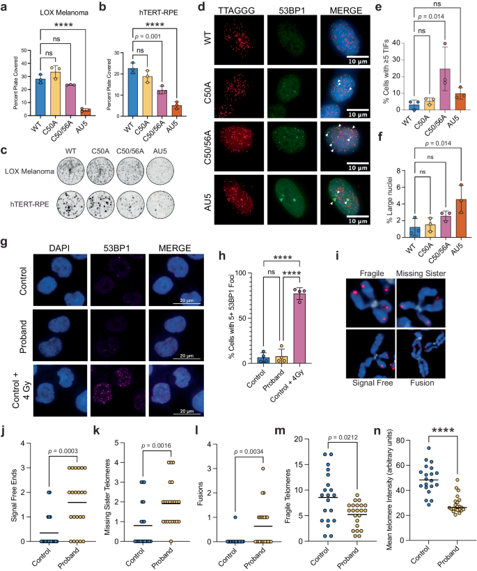 Fig. 4: Effects of variant sequence addition on DDR and chromosome stability.