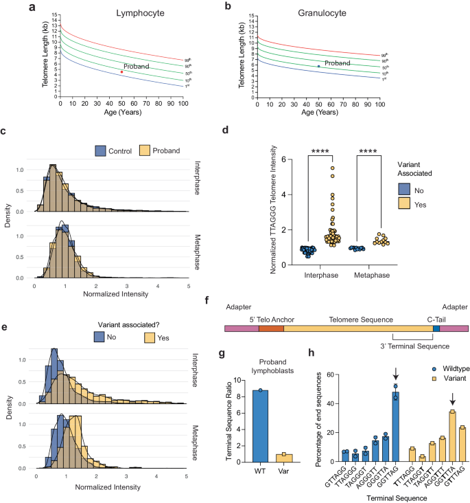Fig. 5: Telomere length and dynamics caused by a variant telomere sequence.
