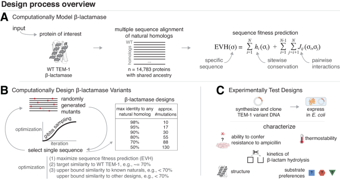 より優れた酵素を作るアルゴリズム (Scientists devise algorithm to engineer improved enzymes)