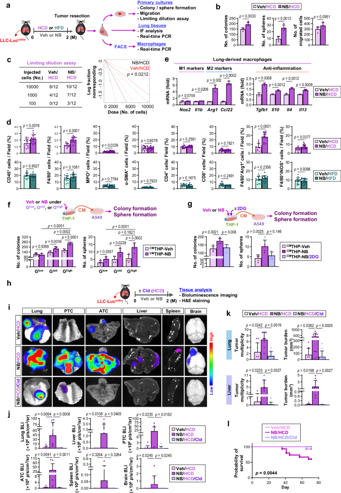 Fig. 3: M2-like macrophages recruited and preconditioned by NB-induced metabolic reprogramming promote lung cancer progression.