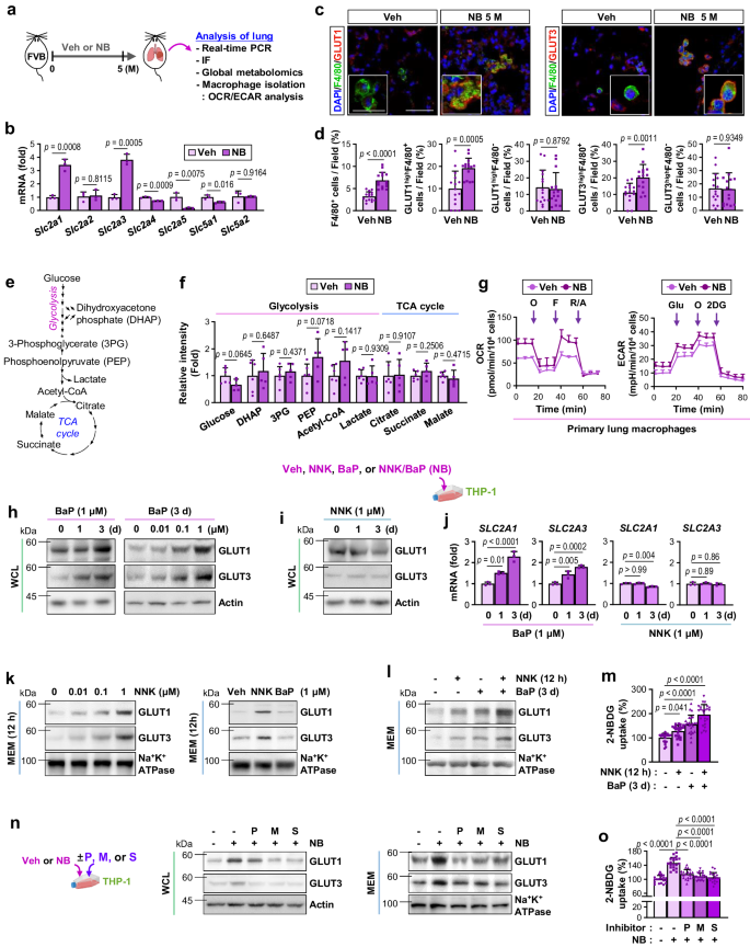 Fig. 4: NB increases glucose consumption in macrophages through elevated expression and membranous localization of GLUT1 and GLUT3.