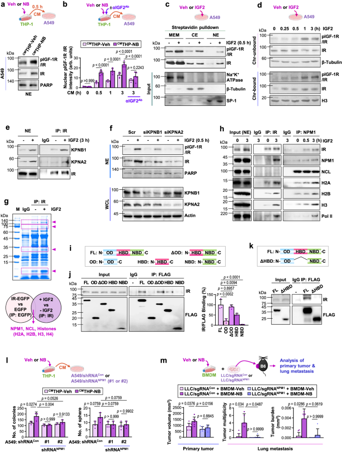 Fig. 6: IGF2 induces nuclear translocation of IR and its association with NPM1.
