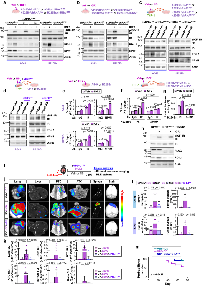 Fig. 7: IGF2-induced association between IR and NPM1 in the nucleus increases PD-L1 expression, promoting LC progression.