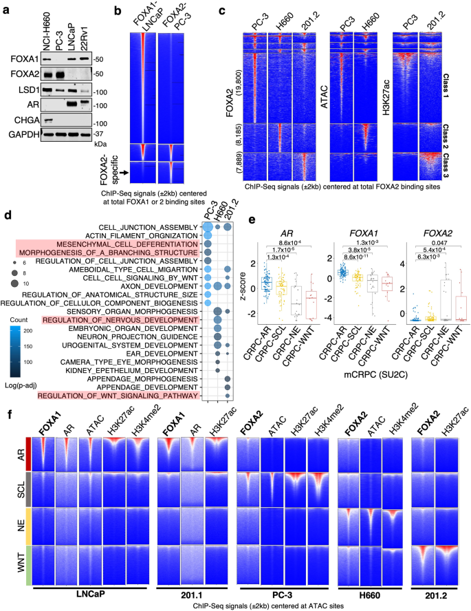 Fig. 2: FOXA2 binds to distinct classes of enhancers in three molecular subtypes of AR-independent CRPC.