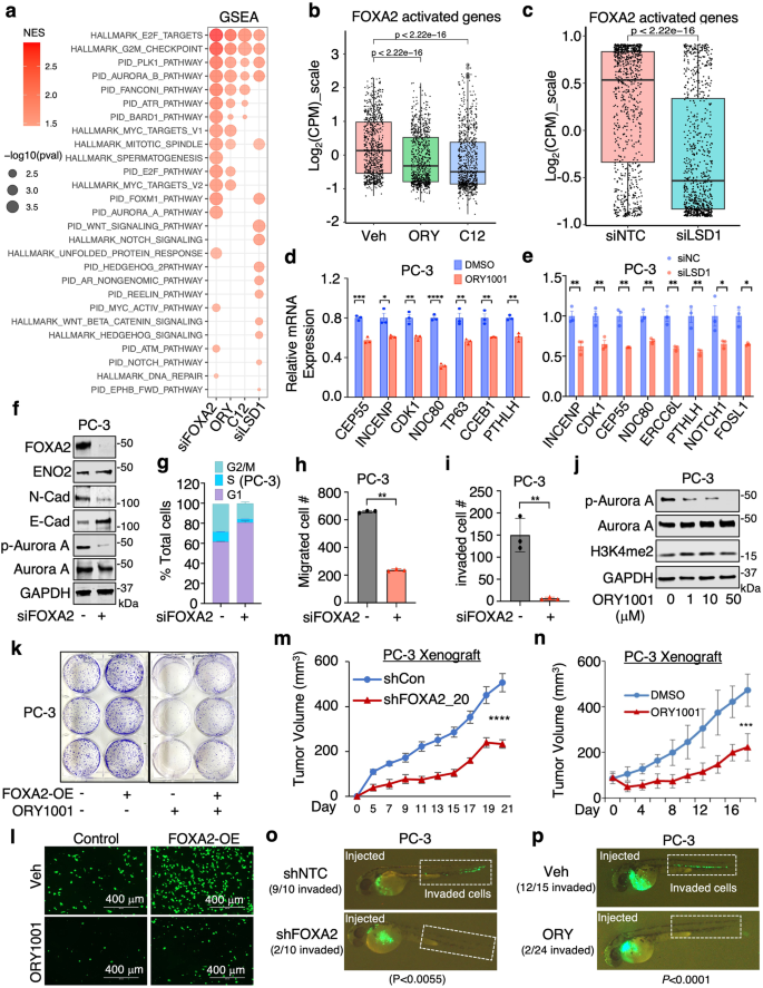 Fig. 4: FOXA2 transcription activity and tumor-promoting function are regulated by LSD1.