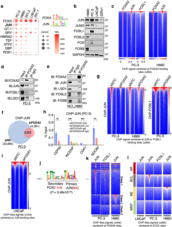 Fig. 5: FOXA2 functions as a major pioneer factor of JUN.