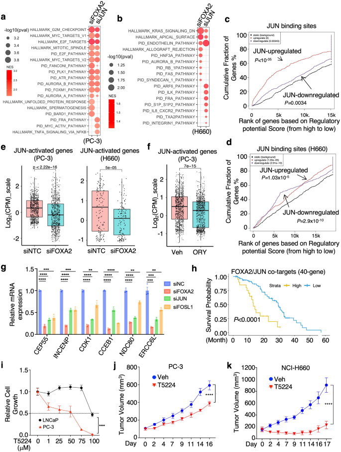 Fig. 6: JUN promotes tumor growth of FOXA2-driven PCa models.