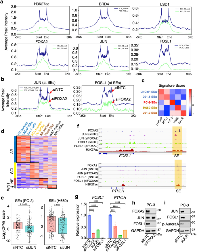 Fig. 7: JUN regulates lineage-specific super-enhancers.