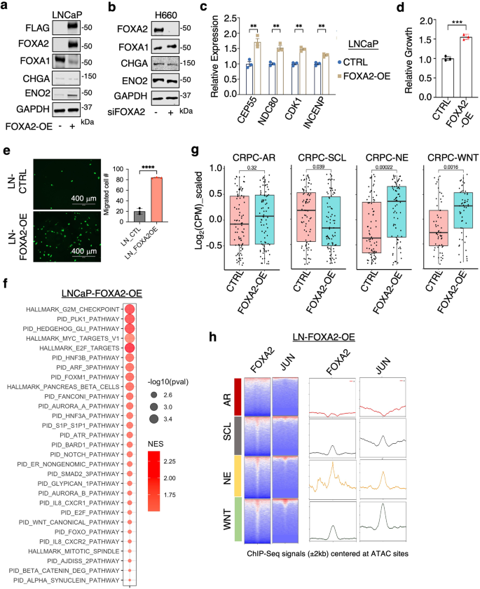 Fig. 8: FOXA2 expression in AR-dependent PCa cells initiates a multilineage progression.