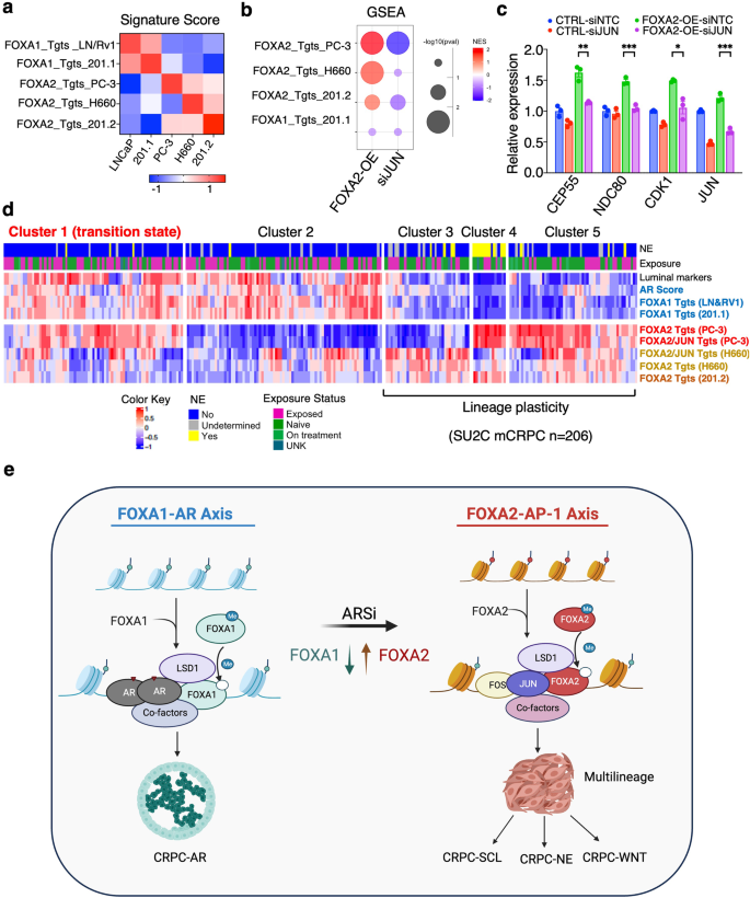 Fig. 9: FOXA2 transcription programs are activated in a subset of AR-dependent CRPC tumors.
