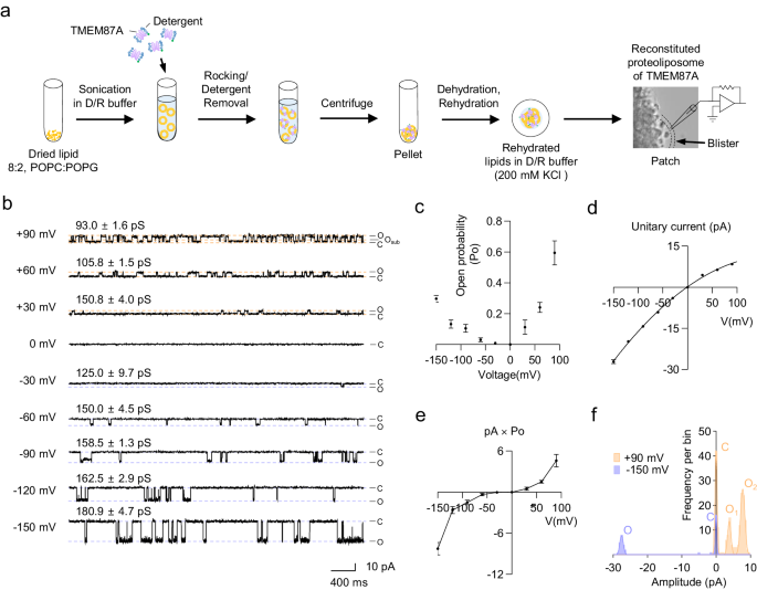 Fig. 2: TMEM87A is a bona fide functional ion channel in proteoliposome.