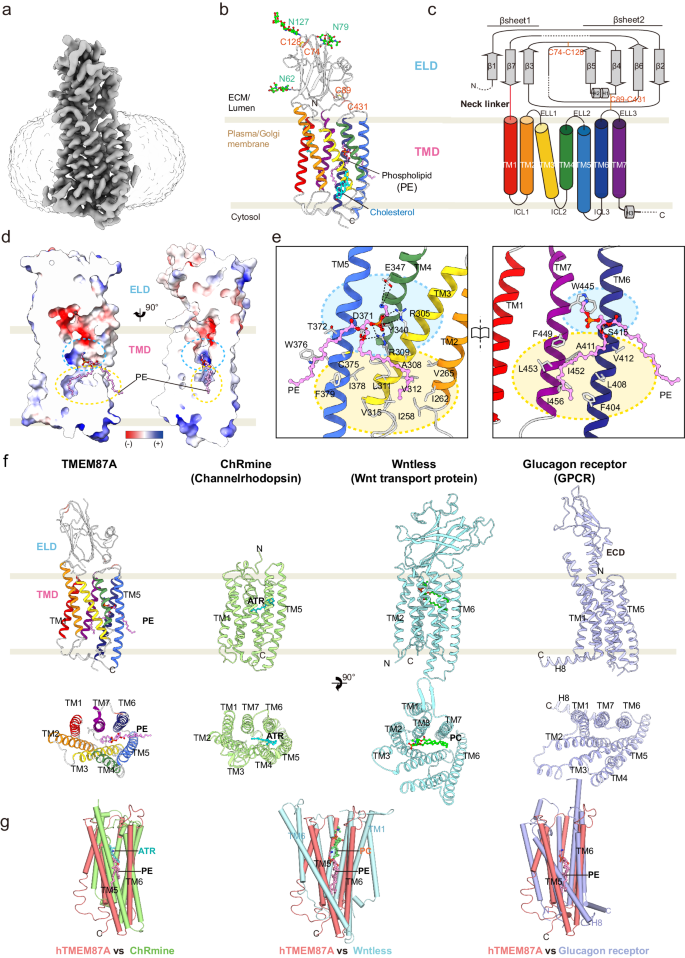 Fig. 3: Cryo-EM structure and structural feature of human TMEM87A.