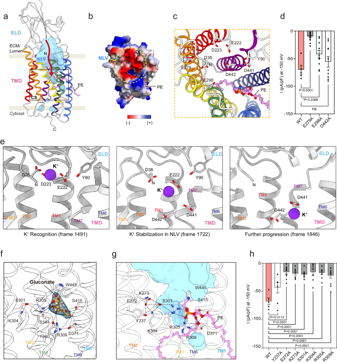 Fig. 4: Putative ion-conducting pathway in hTMEM87A.