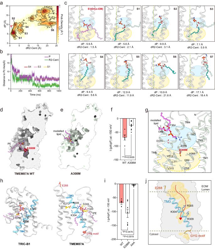 Fig. 5: Role of PE and TM3 in ion conduction in hTMEM87A channel activity.