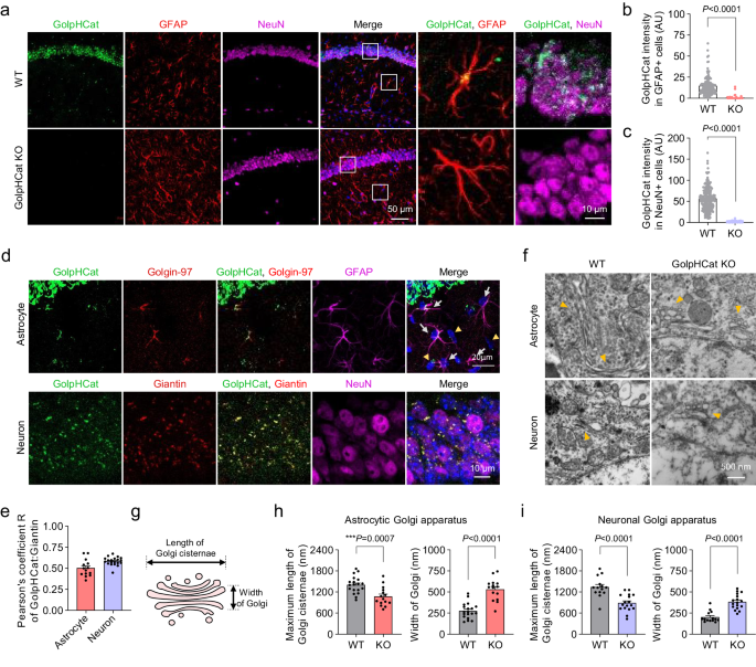 Fig. 6: Disruption of Golgi morphology in hippocampal astrocytes and neurons of GolpHCat KO mice.