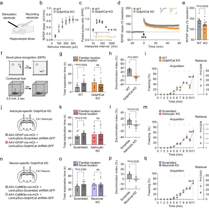 Fig. 8: GolpHCat contributes to hippocampal spatial and contextual memories.