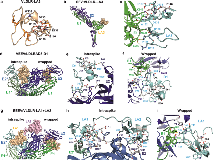 Fig. 2: Molecular details of the interaction sites between the LPRs and E1/E2 dimers.